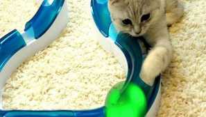 Jak si vybrat hračky pro kočku